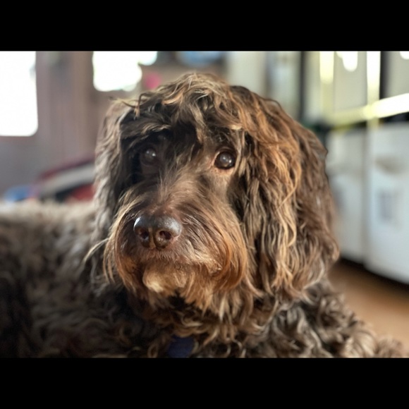 Meet your Posher, Kaia - Picture 1 of 1